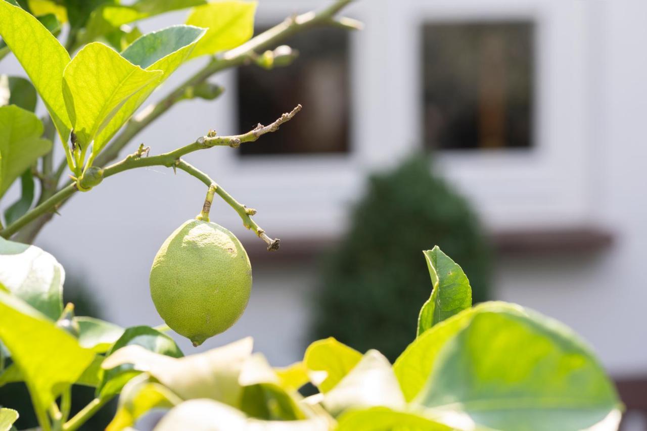 Wein Und Landhaus Kallfels Kröv Εξωτερικό φωτογραφία